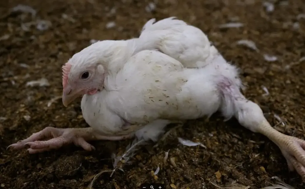 Pollos engordados en granjas