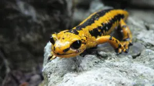 Una salamandra