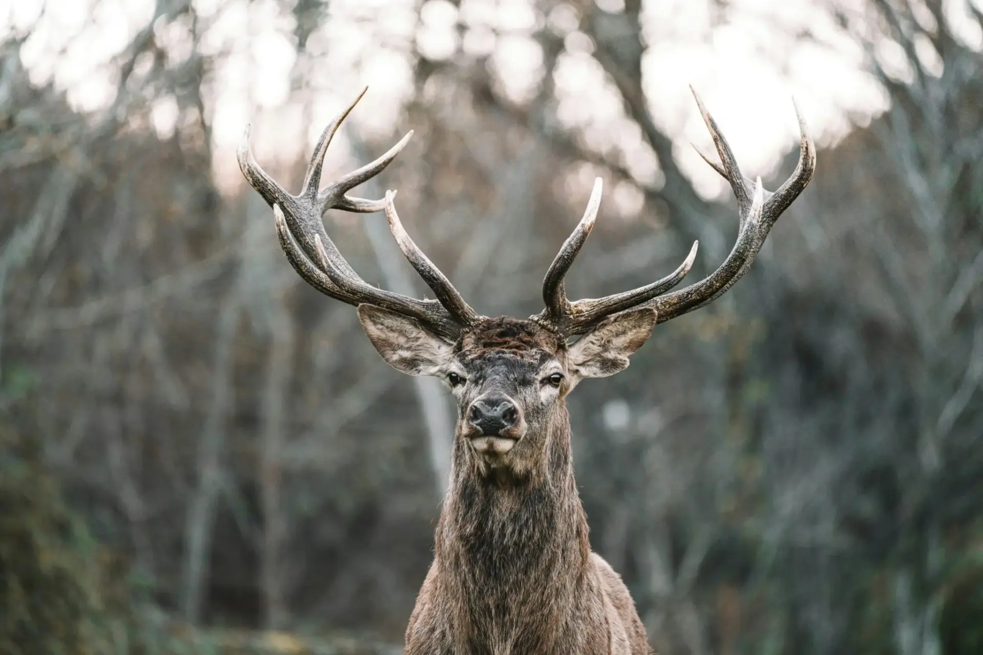 avistar-animales-salvajes-ital-fauna-italiana-2 fauna italiana