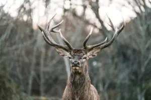 fauna italiana