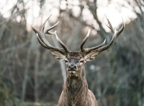 avistar-animales-salvajes-ital-fauna-italiana-2 fauna italiana