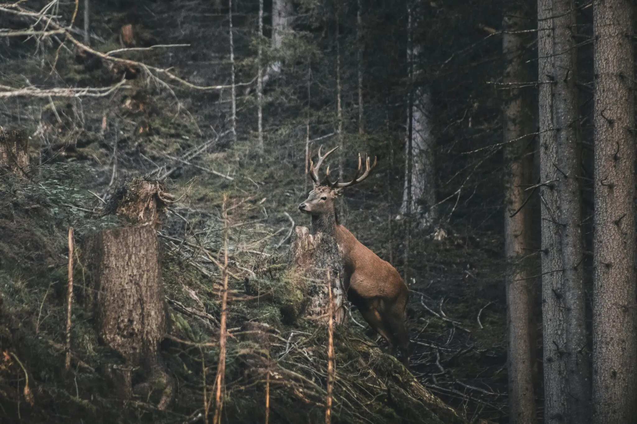 fauna italiana