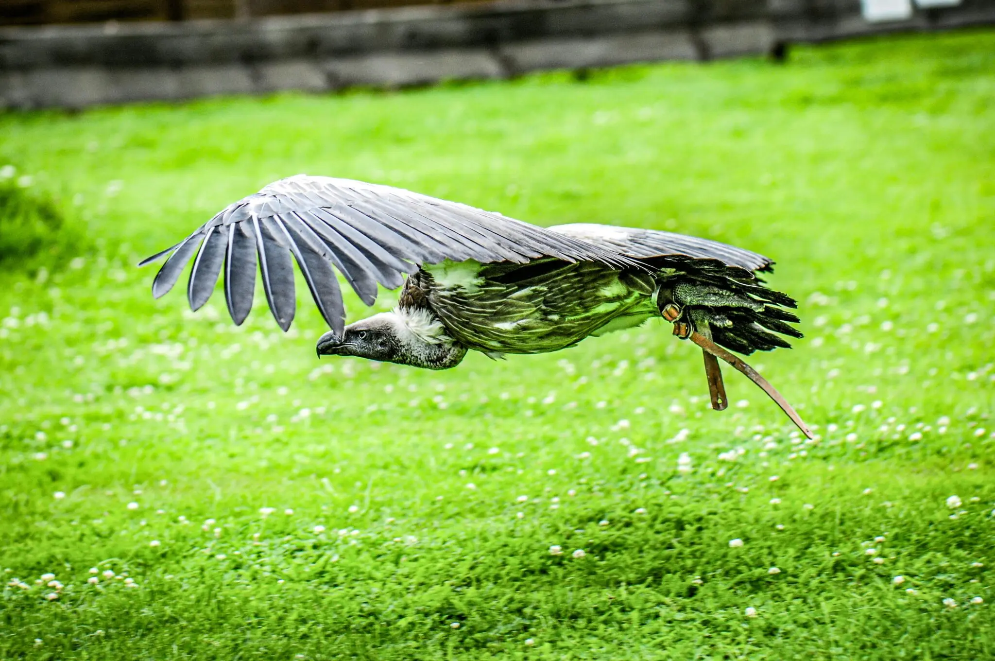 Buitres: por qué estas aves carroñeras son indispensables para los ecosistemas 1 buitres serengeti