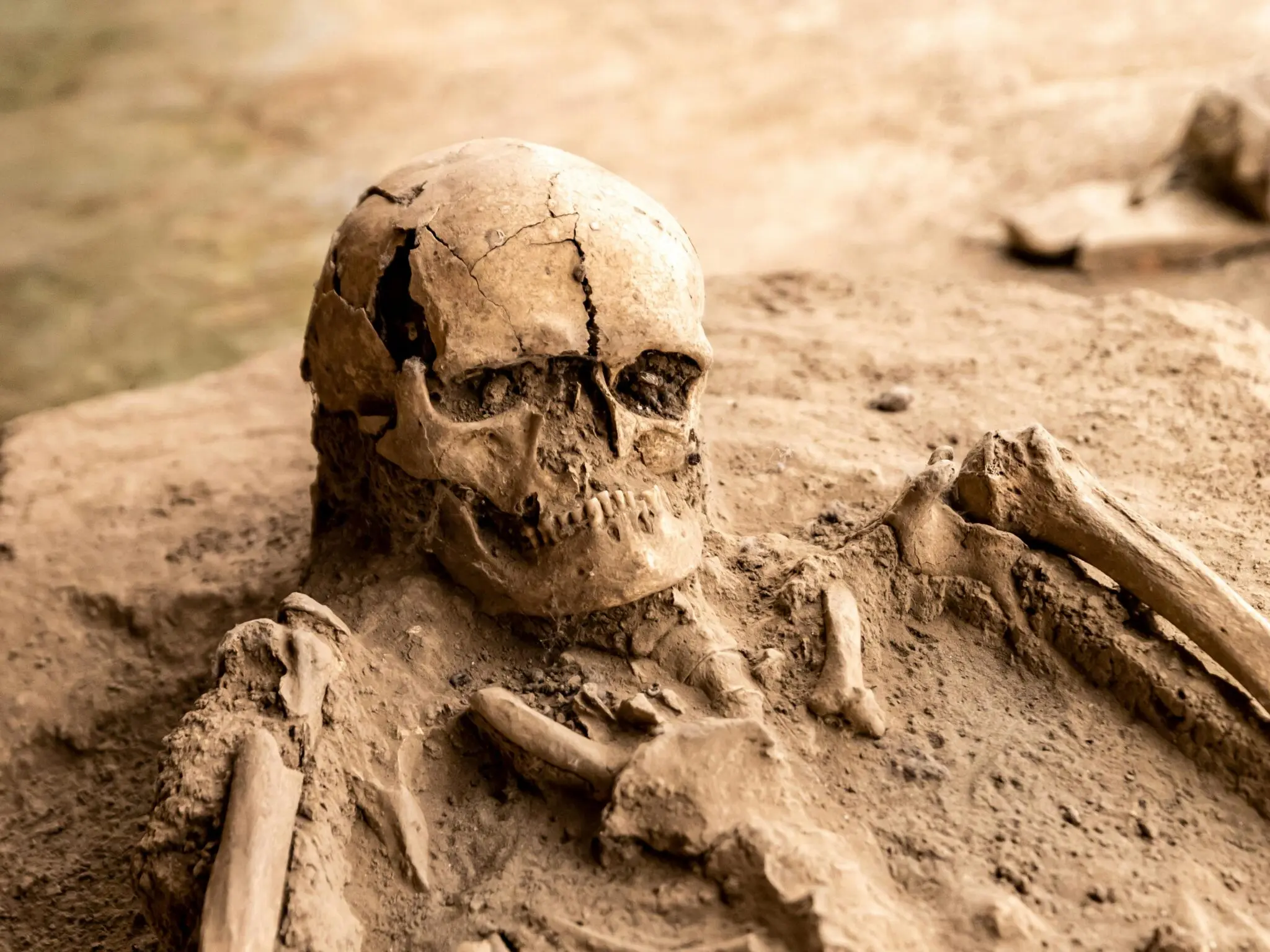 Nuevos fósiles de Australopithecus y Homo en Ledi-Geraru 1 fósiles de homínidos