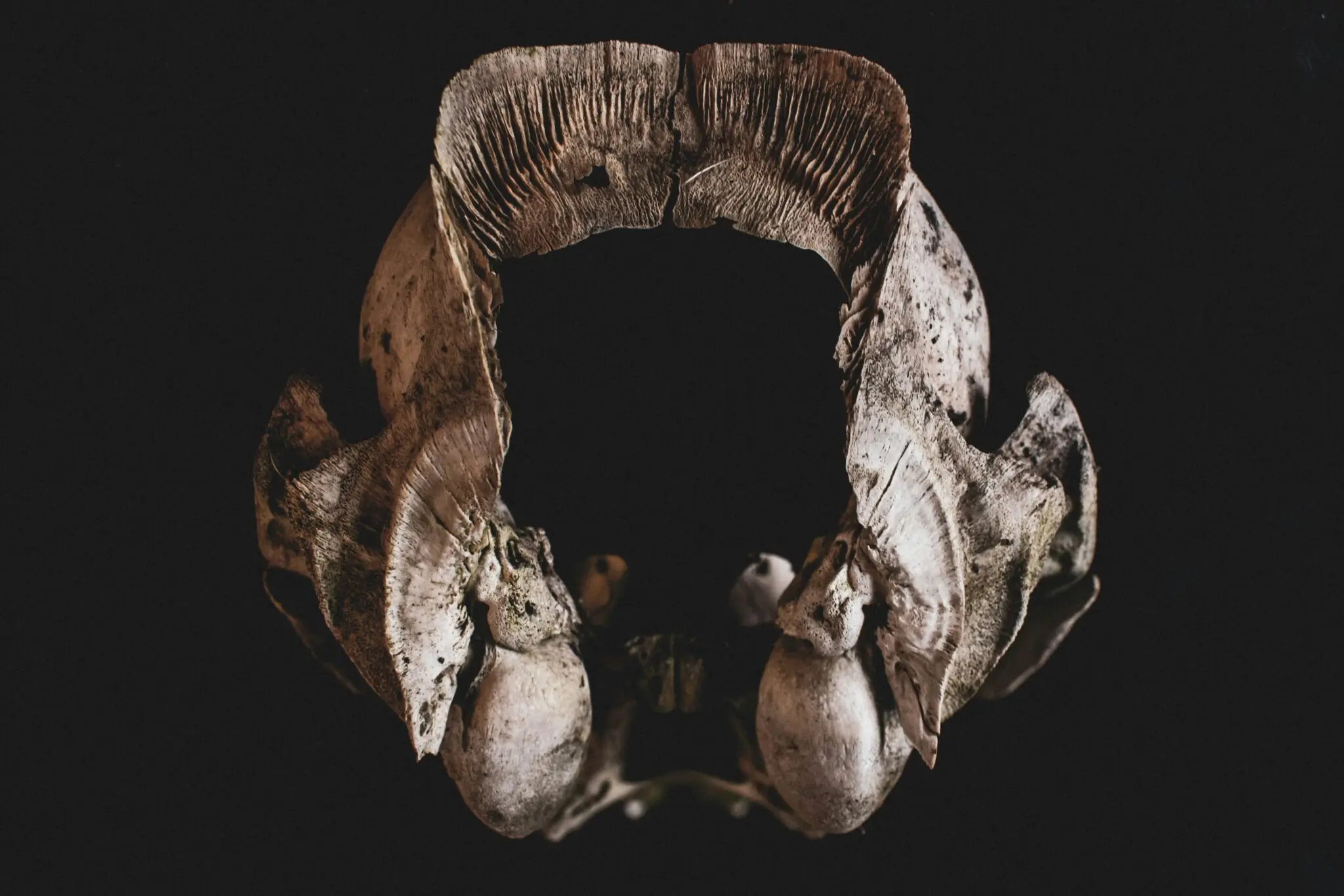 Nuevos fósiles de Australopithecus y Homo en Ledi-Geraru 2 fósiles de homínidos