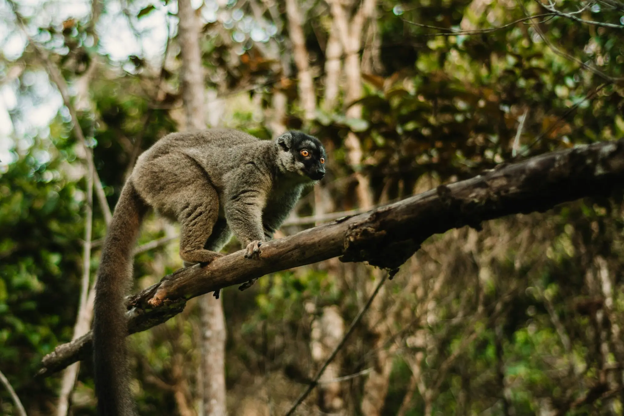 El extraño "baby boom" de los lémures en Madagascar 2 lémures blancos y negros Madagascar