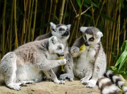 extrano-baby-boom-lemures-mada-lemures-blancos-y-ne-3 lémures blancos y negros Madagascar