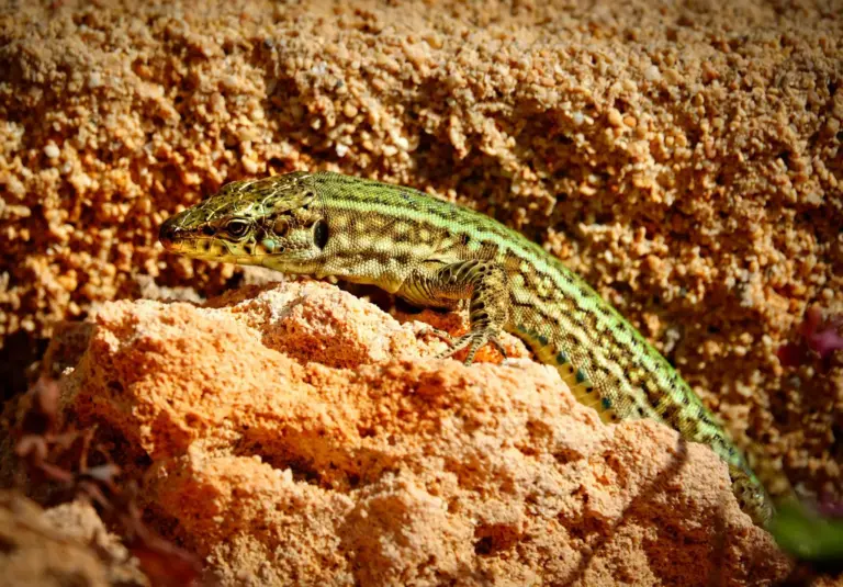 Te contamos cómo una serpiente invasora en Ibiza está llevando a la extinción a la lagartija de las Pitiusas