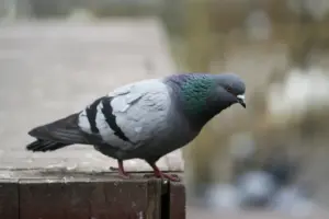 El secreto de la orientación de las palomas no está en su cabeza, sino en su hígado
