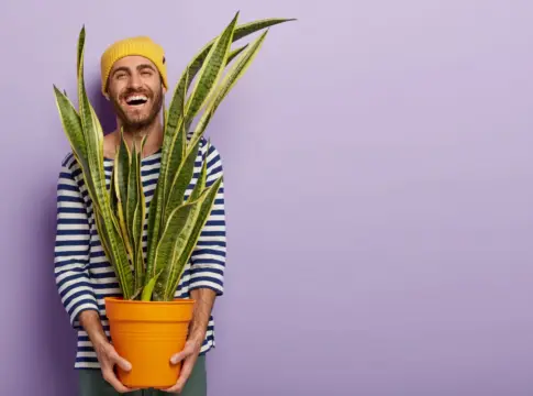 plantas