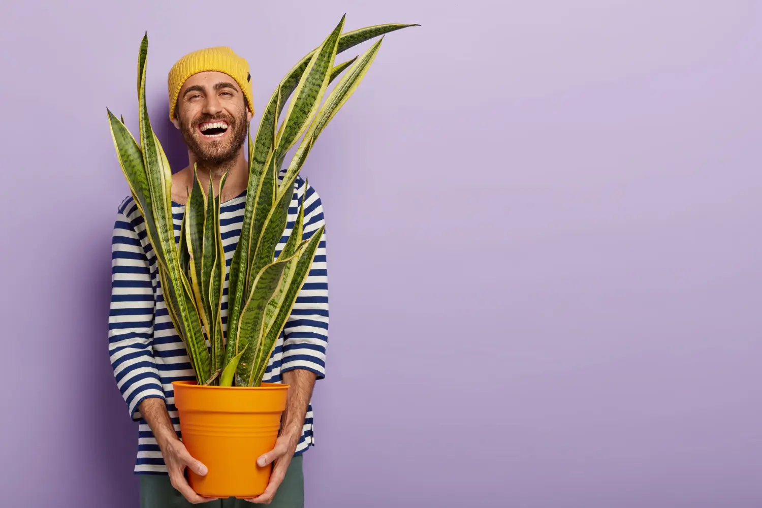 plantas