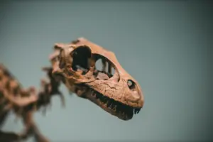 Plumadraco bankoorum