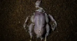 Un cadáver de pollo en una granja española