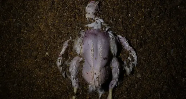 La agónica realidad del pollo que te comes: "Son bebés con cuerpos de adultos"