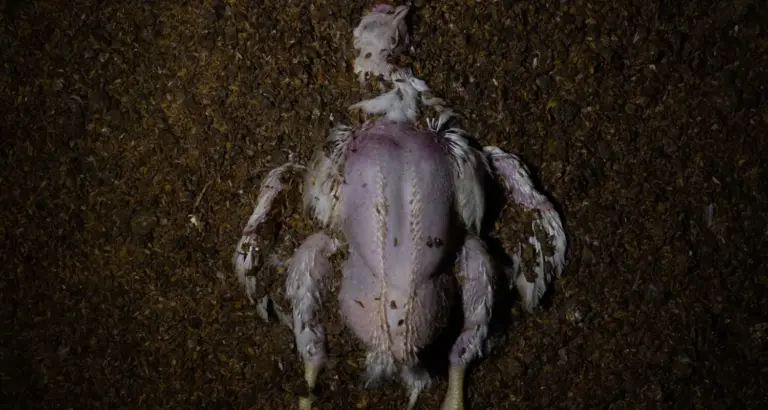 La agónica realidad del pollo que te comes: 