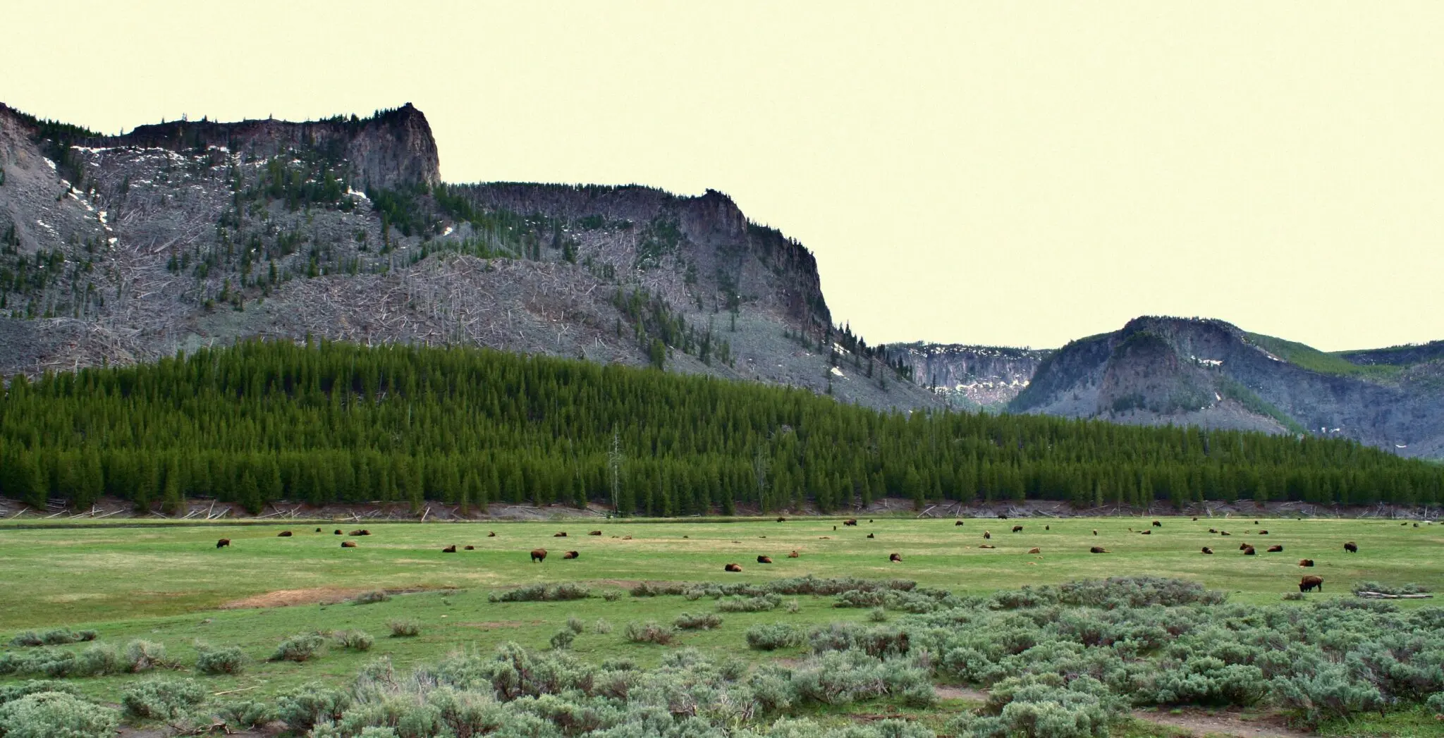 Yellowstone, el laboratorio salvaje donde la naturaleza marca el ritmo 2 géiser Old Faithful