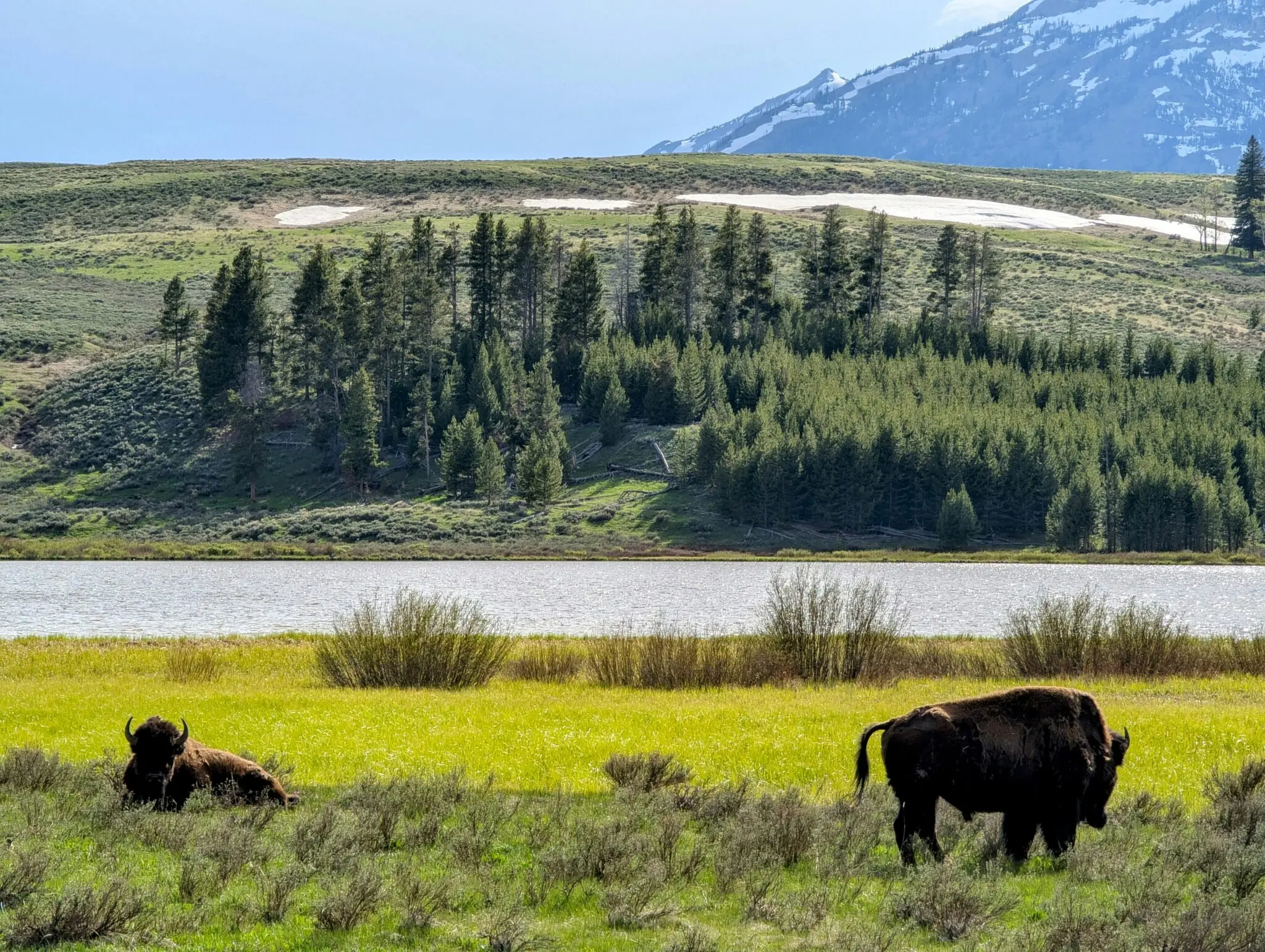 Yellowstone, el laboratorio salvaje donde la naturaleza marca el ritmo 3 géiser Old Faithful