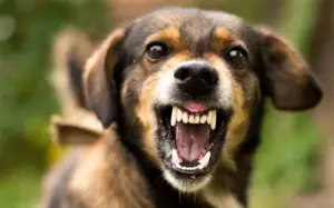 Cómo identificar una tienda de animales responsable frente a la compra impulsiva