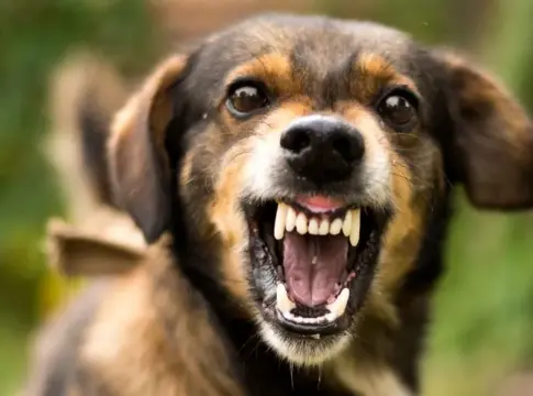 Cómo tratar la agresividad en mascotas
