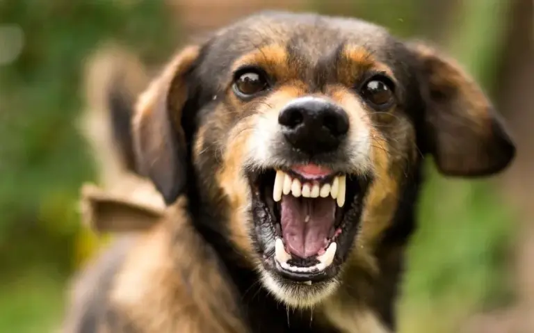 Cómo identificar una tienda de animales responsable frente a la compra impulsiva