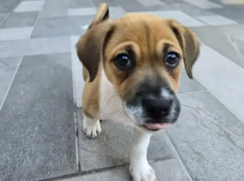 Dogster