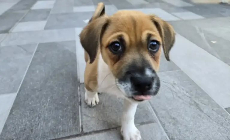 El cachorro adorable de la semana: Lukah, Waylon y Una ganan el concurso de fotos de Dogster