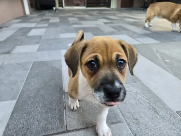 Dogster