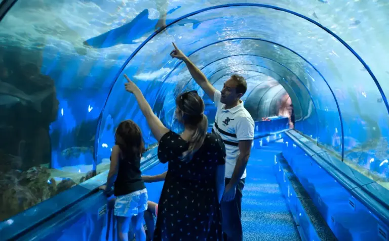 PACMA presenta acciones contra el traslado de orcas y delfines de Marineland a centros españoles