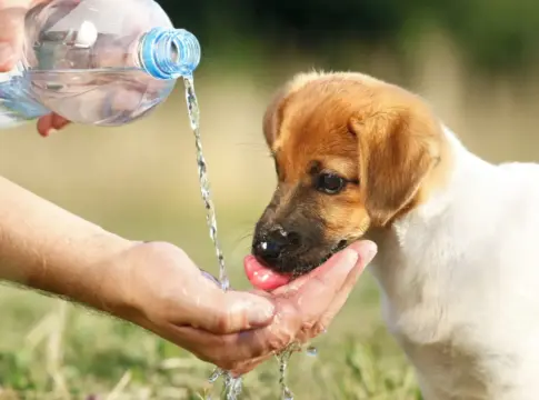 Mascotas y calor