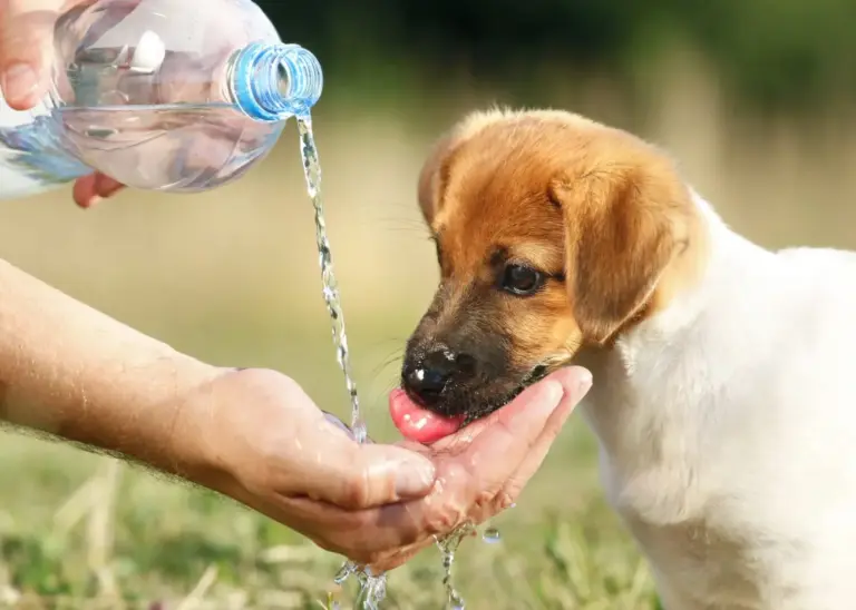 Ceuta avanza en el crematorio de mascotas: un adiós digno tras la polémica política