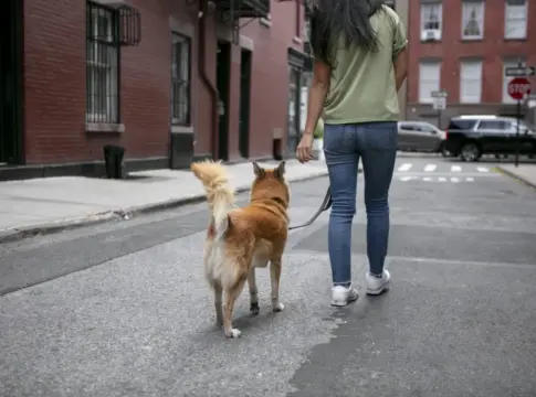 acercamiento-al-estilo-de-vida-de-las-mascotas
