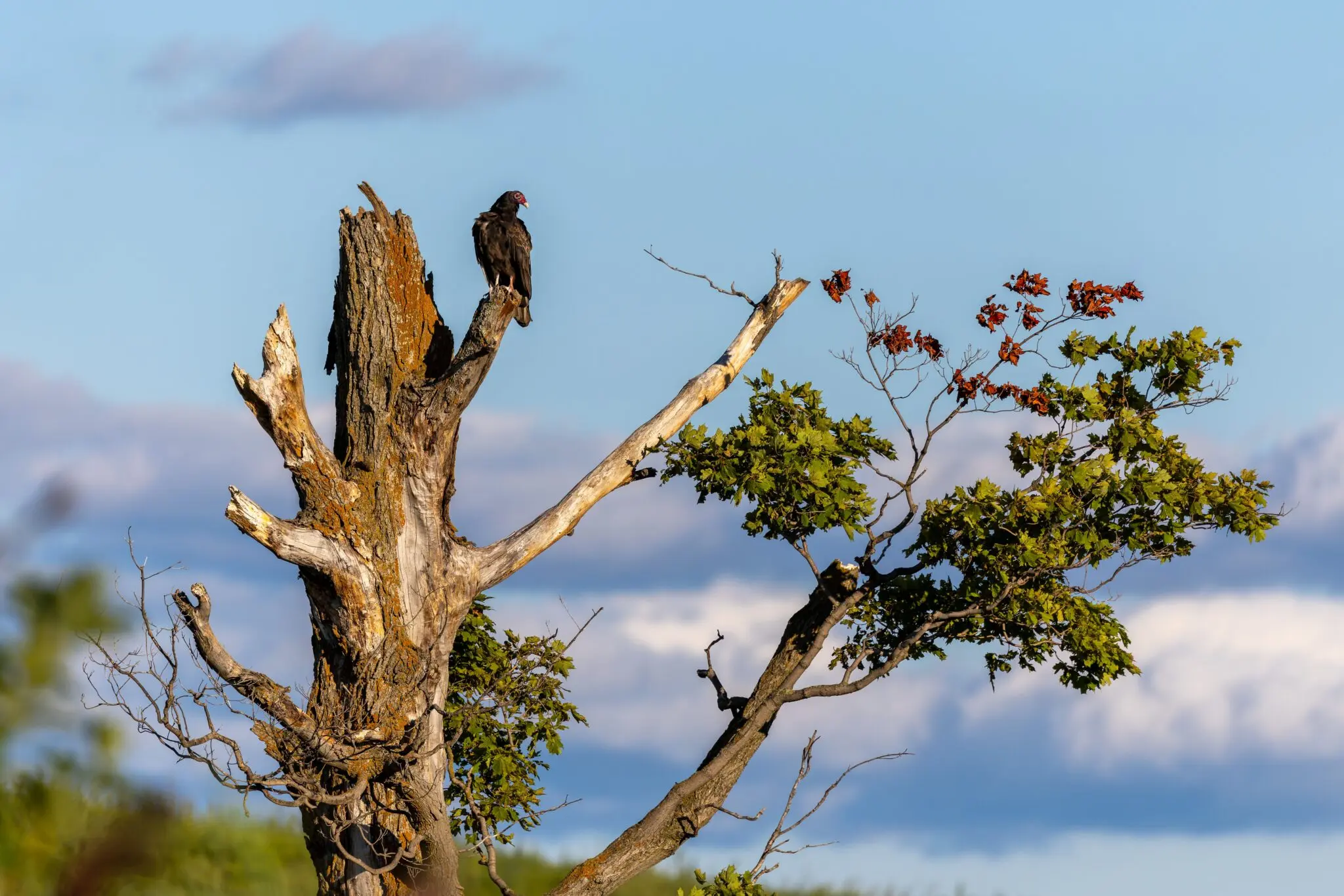 Buitres, unas aves carroñeras indispensables en el Serengeti 1 carroñeros