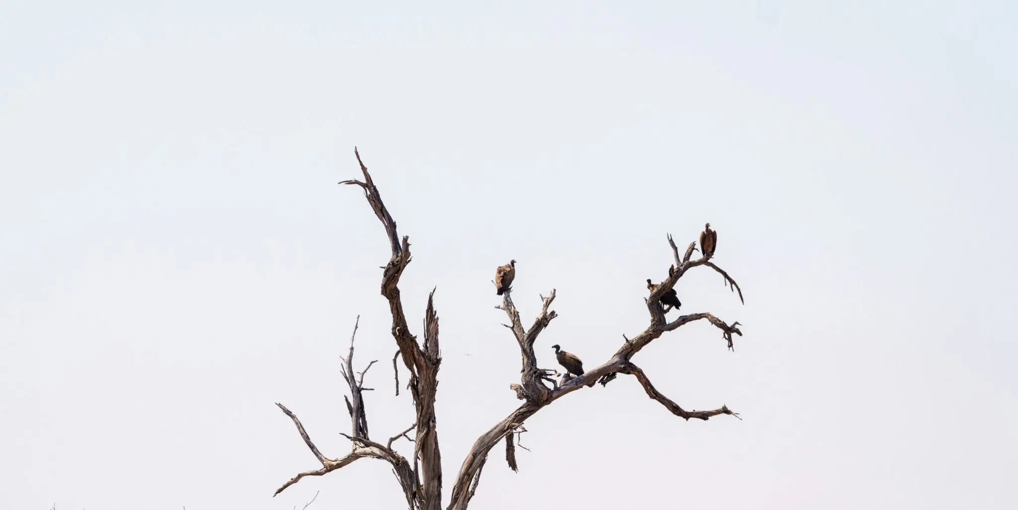 Buitres, unas aves carroñeras indispensables en el Serengeti 2 carroñeros