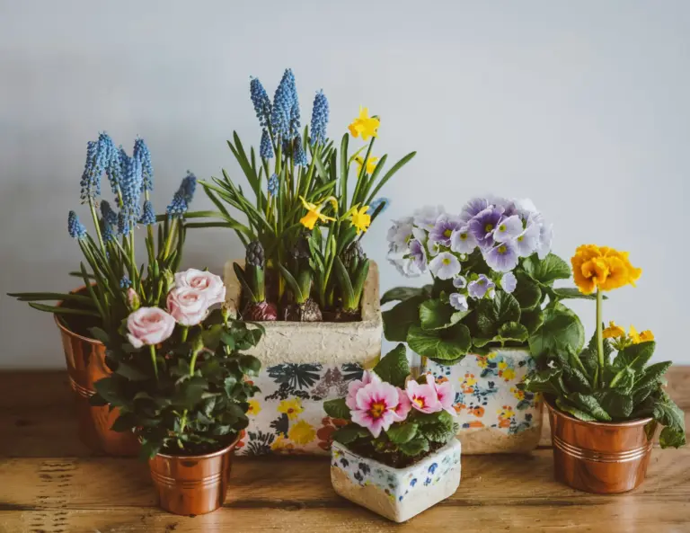 Plantas colgantes fáciles de cuidar: poto, cinta, hiedra y otras que llenan de verde tu hogar