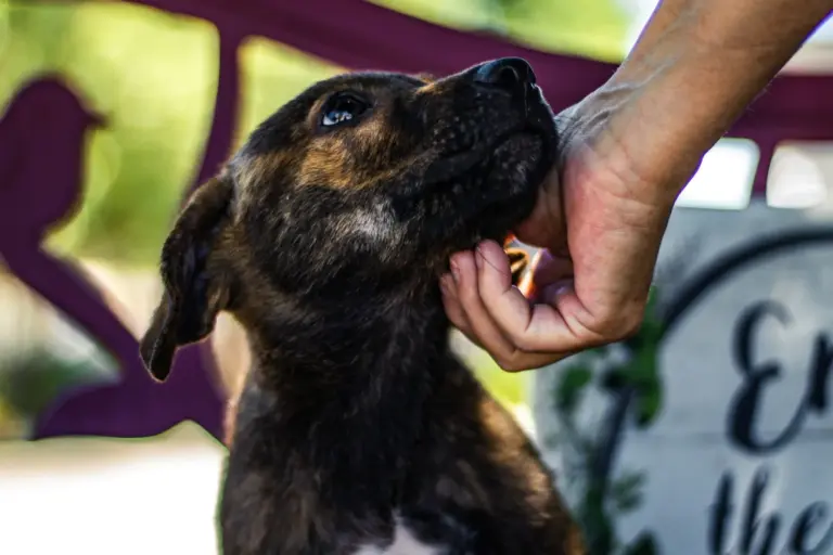 El abandono de perros y gatos en España se estanca: más de 285.000 en 2025 y las adopciones caen un 9 %