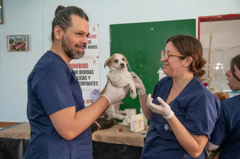 Leishmaniosis canina y felina: la nueva guía del Gobierno con pautas clínicas