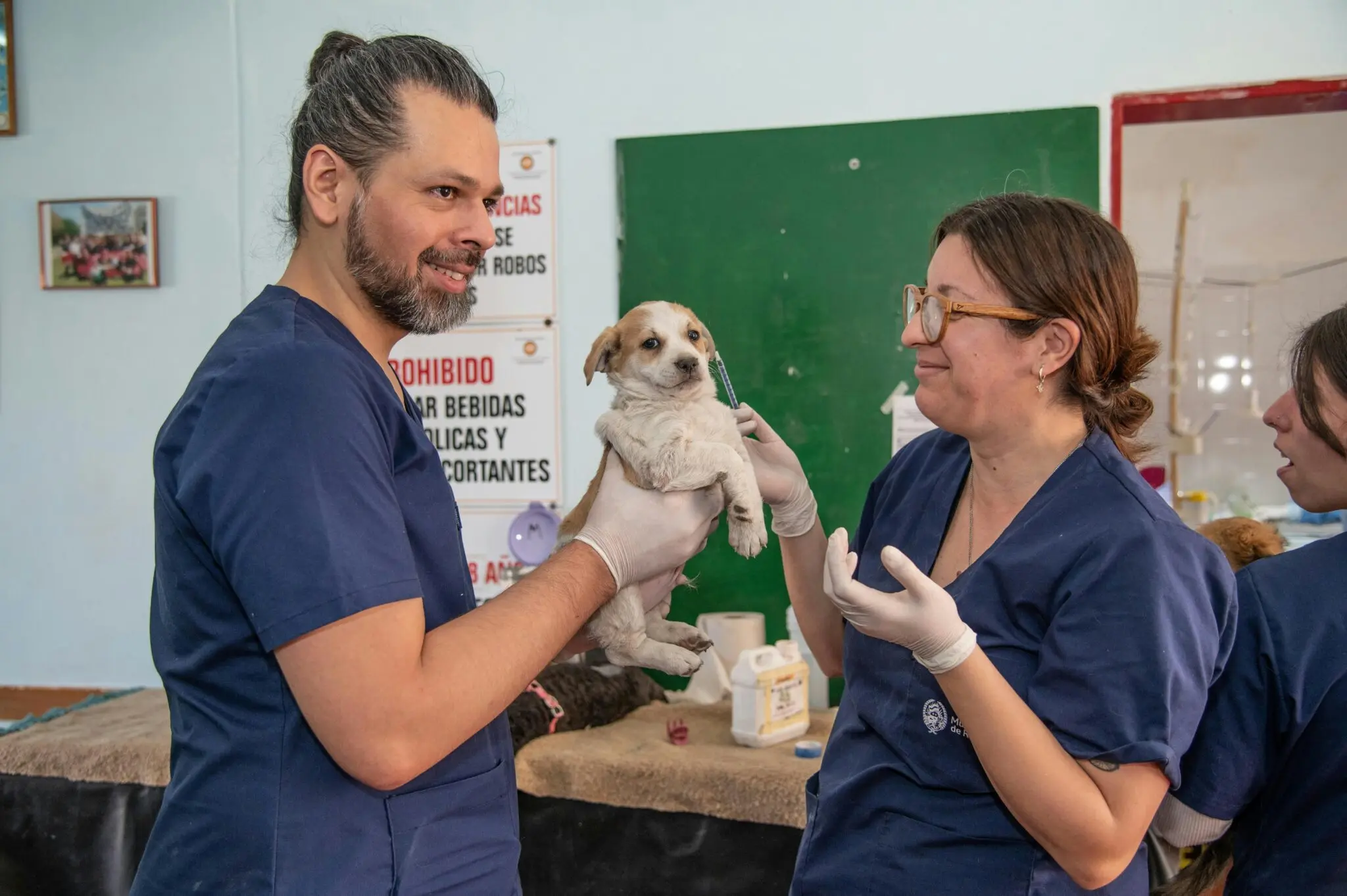 ¿Leishmaniosis en perros? El cribado estacional que recomienda Vet Expert al llegar el verano 1 leishmaniosis perro verano