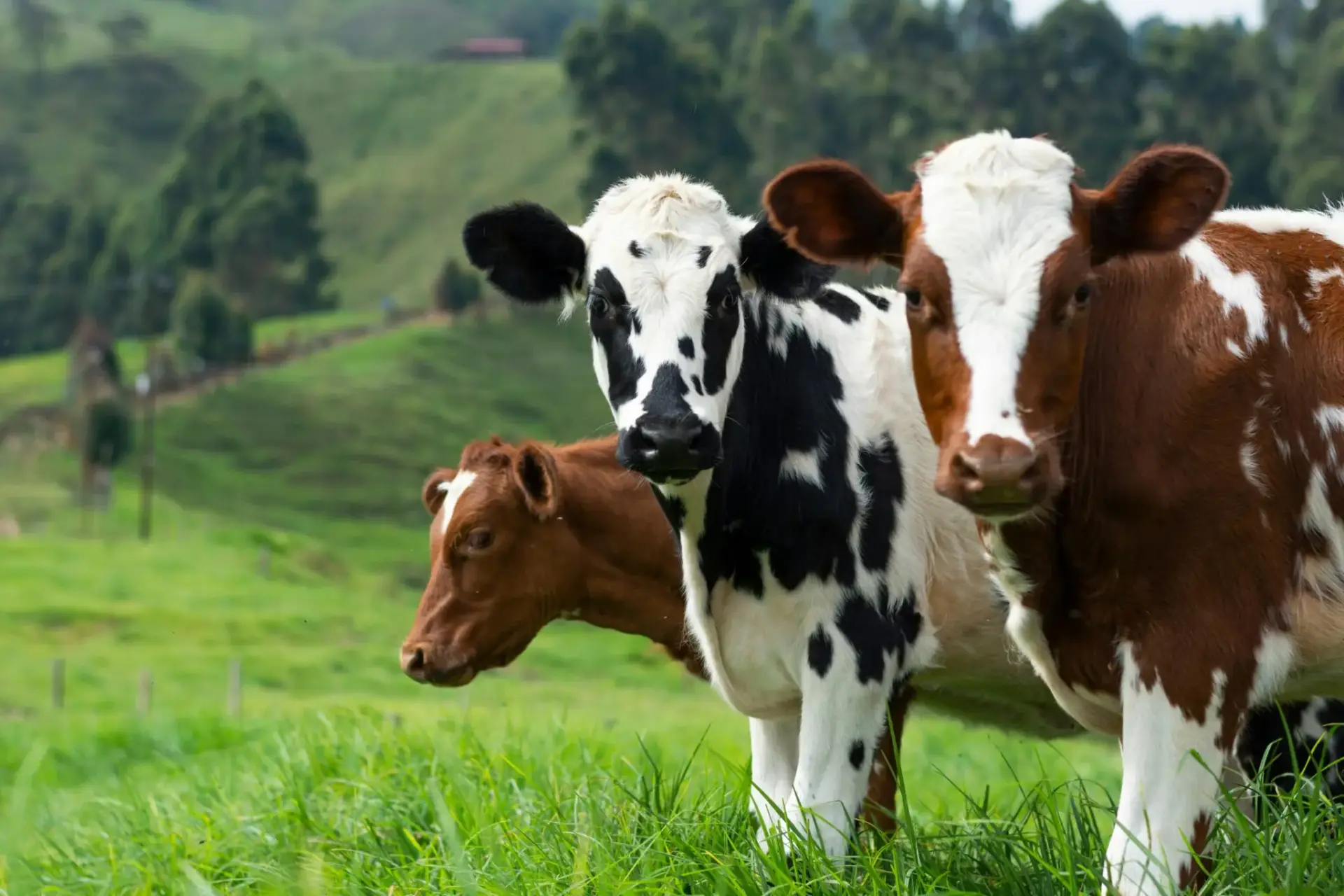 falta-veterinarios-rurales-ocv-veterinaria-espana-1 veterinaria España