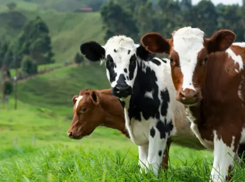 falta-veterinarios-rurales-ocv-veterinaria-espana-1 veterinaria España