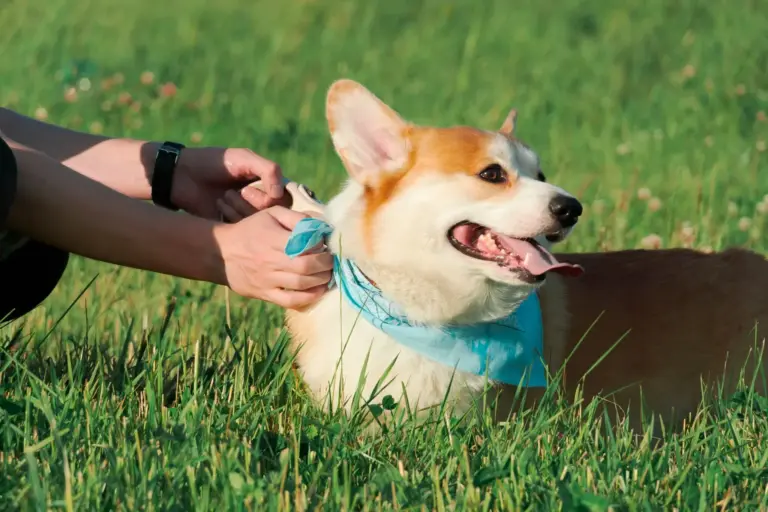 Confirmado un nuevo caso de fiebre Crimea-Congo por garrapatas en España: cómo proteger a tu perro
