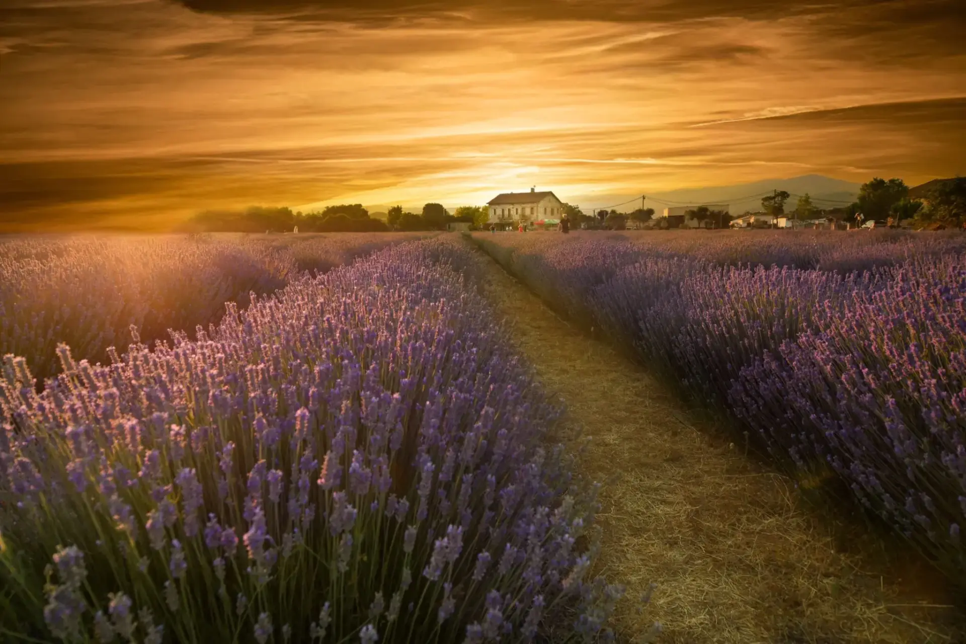 floracion-lavanda-ademuz-2026-portada floración lavanda Ademuz
