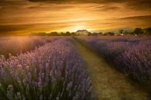 floración lavanda Ademuz