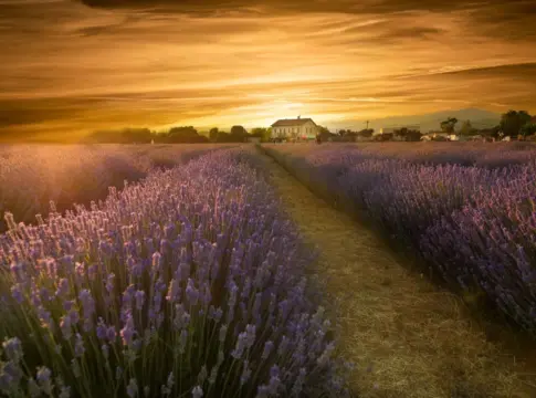 floracion-lavanda-ademuz-2026-portada floración lavanda Ademuz