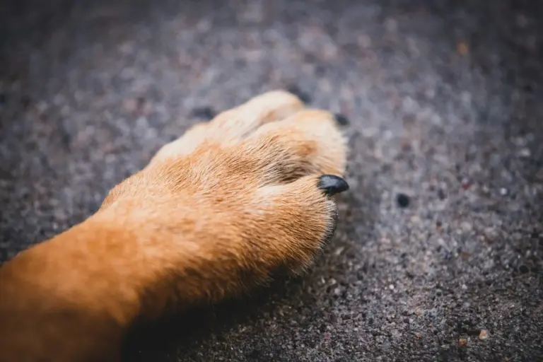Proponen que el veterinario sea clave en los planes de emergencia por incendios forestales