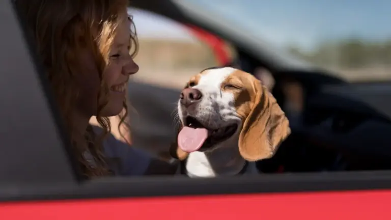 Perros en coche con calor: los minutos que pueden ser mortales según la Policía