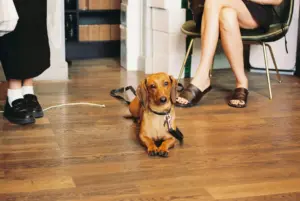 multa perro solo
