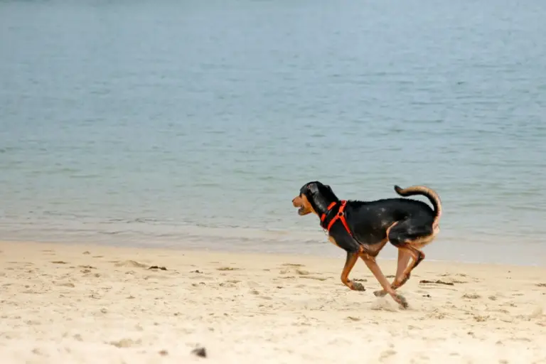 Playas caninas insuficientes en España: la recogida de firmas en A Coruña que exige más espacios para perros