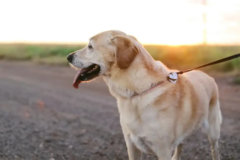 desparasitación perros