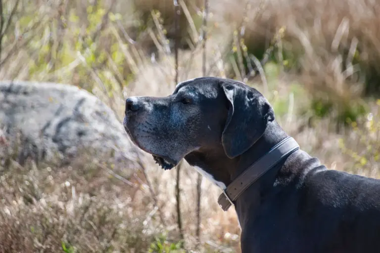 Reino Unido prohíbe dejar solos a menores de 12 años con perros de razas peligrosas