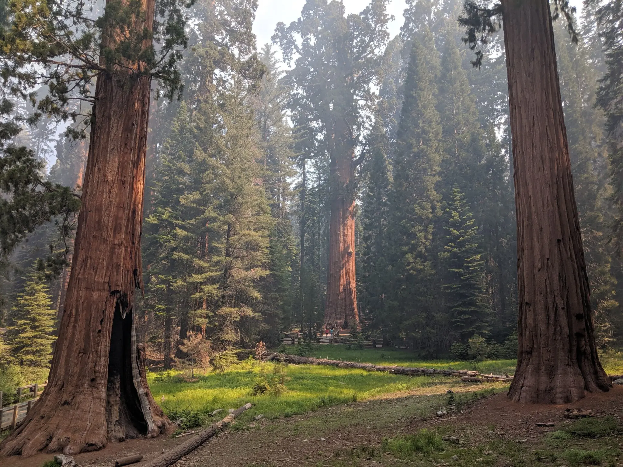Secuoyas, los árboles más grandes del mundo: el secreto de la astilla 1 secuoyas de California